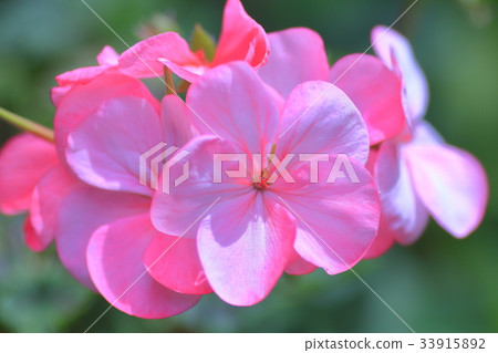 Geranium 33915892