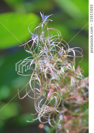 Fluff of red clover 33915893