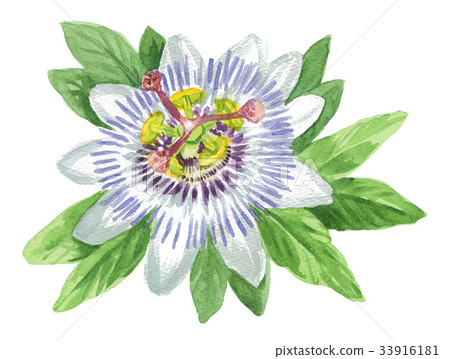 Passionflower 17910pix7 Passionflower 17910pix7 33916181