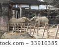 Elephant love 33916385
