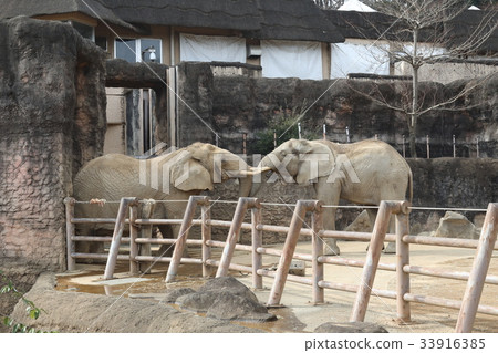 Elephant love Elephant love 33916385