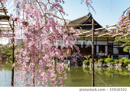 天堂金谷支櫻花 33916502