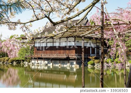 天堂金谷支櫻花 天堂金谷支櫻花 33916503