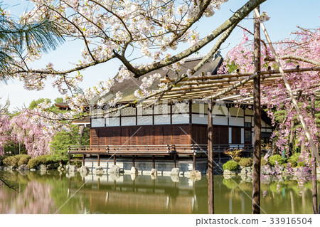 天堂金谷支櫻花 天堂金谷支櫻花 33916504