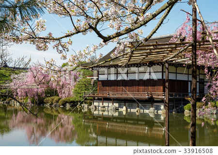 天堂金谷支櫻花 天堂金谷支櫻花 33916508