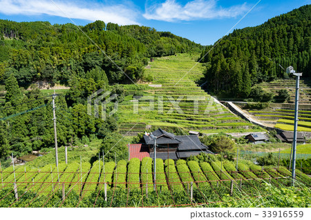 Hoshinomura Ishida No Tanada 33916559