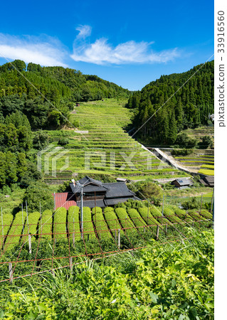 Hoshinomura Ishida No Tanada 33916560