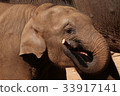 大象 33917141
