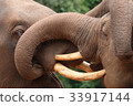 大象 33917144