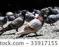 鴿子 33917155