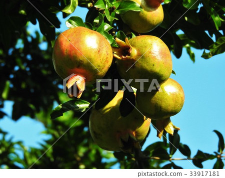 In addition to ornamental items such as garden trees, pomegranate to be edible. Contains female hormone estrogen, it is useful for beauty and health In addition to ornamental items such as garden trees, pomegranate to be edible. Contains female hormone estrogen, it is useful for beauty and health 33917181
