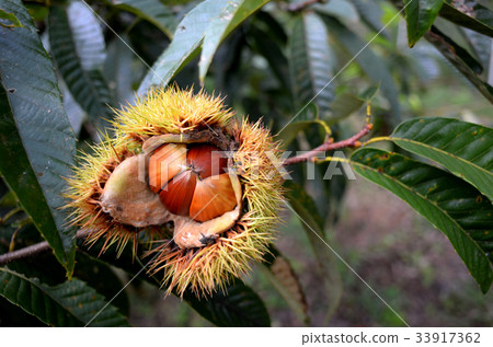 The taste of autumn 33917362