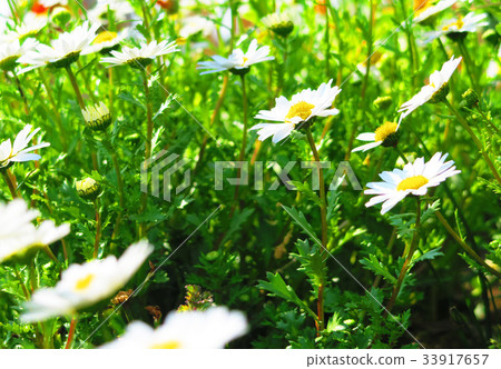 Margaret flowers Margaret flowers 33917657