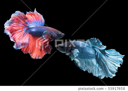 beautiful red and blue fighting fish isolated 33917658