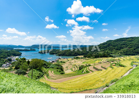大浦的水稻梯田 33918013