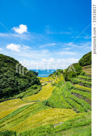 Rice terrace of Hamanoura 33918017
