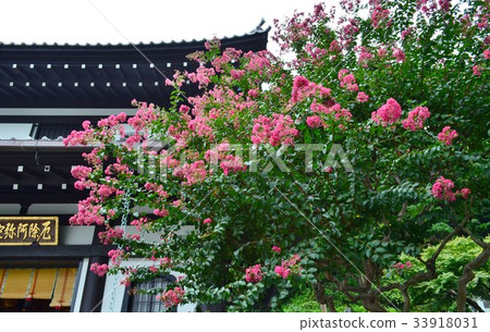 Hundred Rose blooming in Hasekura Haseji Temple 33918031
