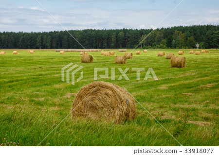 green meadow with hay rolls 33918077