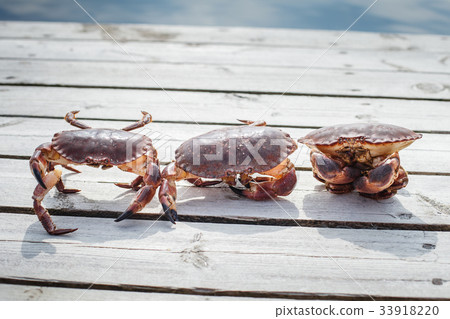 three alive crabs standing on wooden floor 33918220