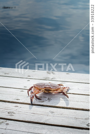 alive crab standing on wooden floor alive crab standing on wooden floor 33918222