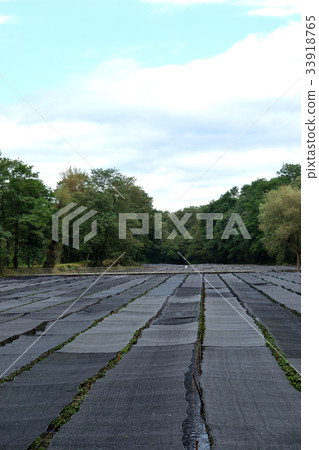 Daio Wasabi Farm 33918765