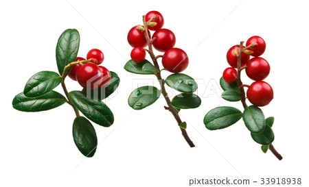 Lingonberry vaccinium vitis-idaea, paths Lingonberry vaccinium vitis-idaea, paths 33918938