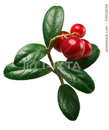 Lingonberry vaccinium vitis-idaea, paths Lingonberry vaccinium vitis-idaea, paths 33918939