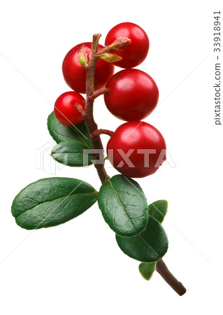 Lingonberry vaccinium vitis-idaea, paths Lingonberry vaccinium vitis-idaea, paths 33918941