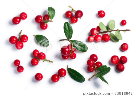 Lingonberry vaccinium vitis-idaea, top view, paths Lingonberry vaccinium vitis-idaea, top view, paths 33918942