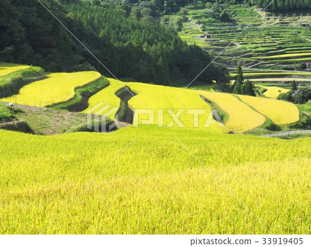Tanada scenery Rice field of rice field Rice field of rice field rice field of rice field rice field rice field rice field 100 selection of rice field rice fields of Japan Tanada scenery Rice field of rice field Rice field of rice field rice field of rice field rice field rice field rice field 100 selection of rice field rice fields of Japan 33919405