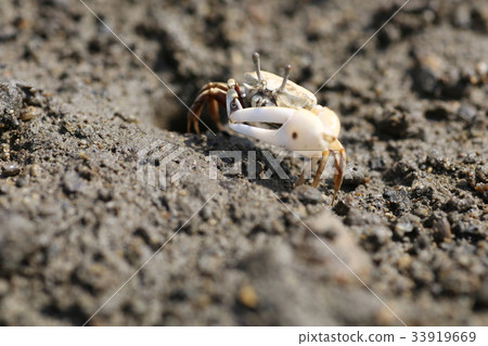 Fiddler crab 33919669