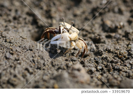 Fiddler crab Fiddler crab 33919670