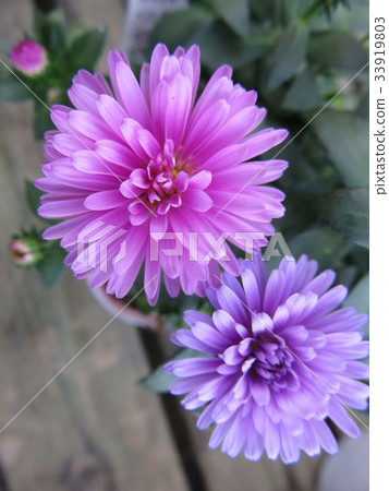 Yaeaki Astor 33919803