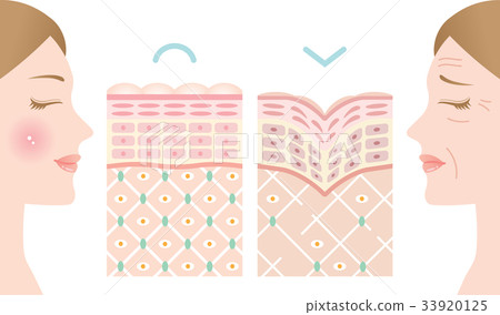 Young skin wrinkle skin cross section 33920125