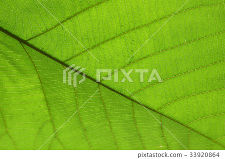 green cell structure texture of nature leaf 33920864
