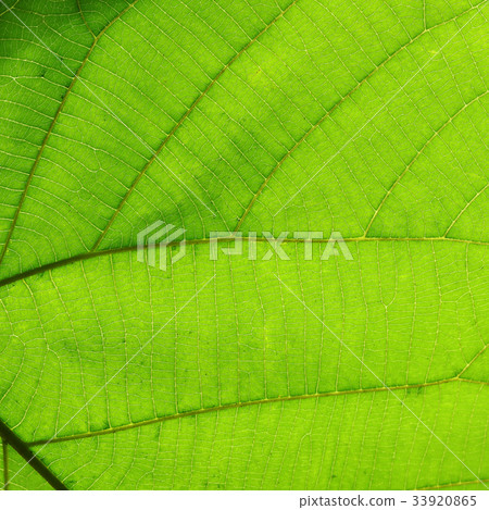 green cell structure texture of nature leaf 33920865