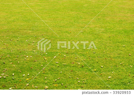 green grass green grass 33920933