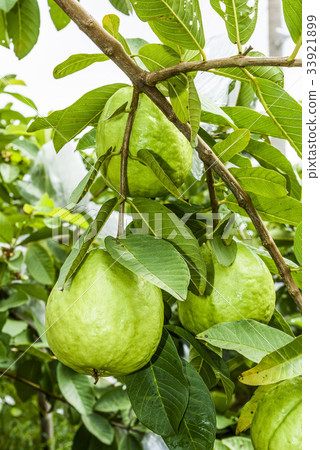 guava fruit on the tree 33921899