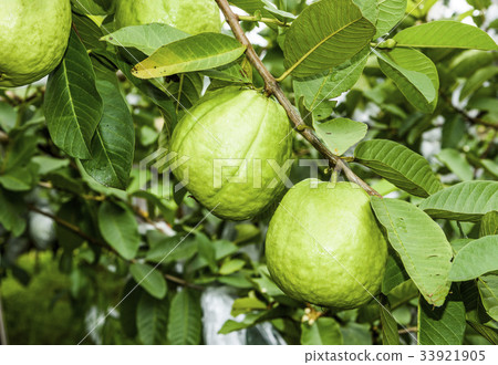 guava fruit on the tree 33921905