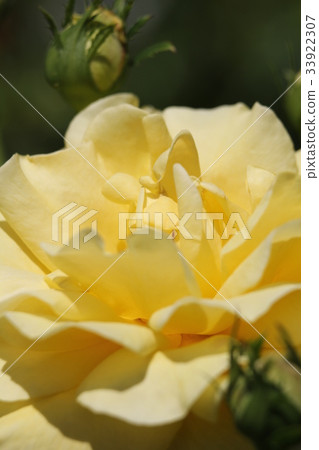 玫瑰米拉貝拉 33922307