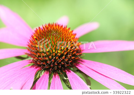 Echinacea Echinacea 33922322