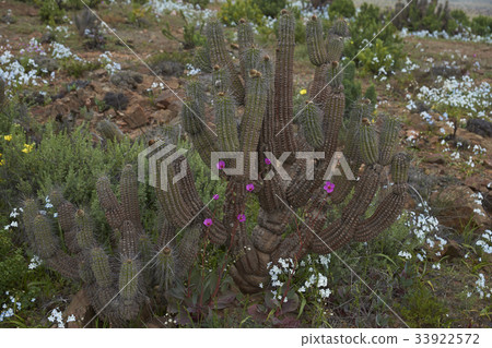 Flowers in the Atacama Desert 33922572