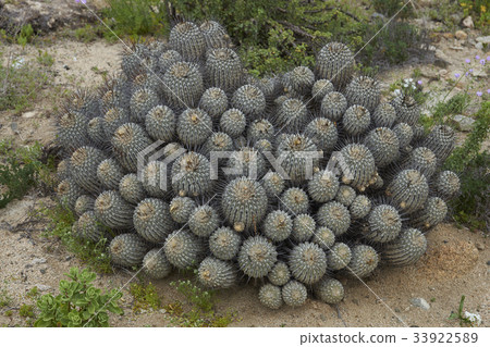 Cacti in the Atacama 33922589