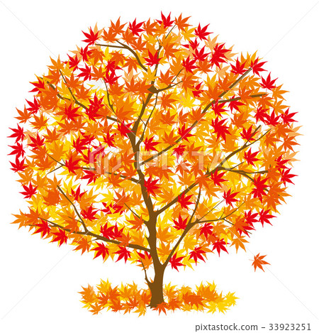 Maple Tree Illustration Of Autumn Leaves |... - Stock Illustration  [33923251] - Pixta