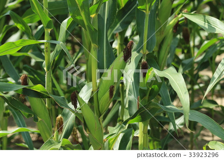 玉米田 33923296
