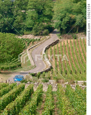 Wineyard/Beaune,France Wineyard/Beaune,France 33923354