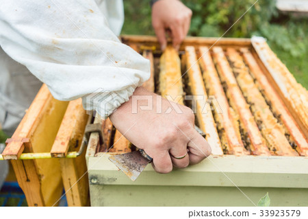 Beekeeper checking his bees 33923579