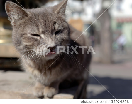 Portrait of a cat 33924228