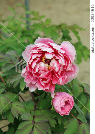 Peony flower Peony flower 33924616