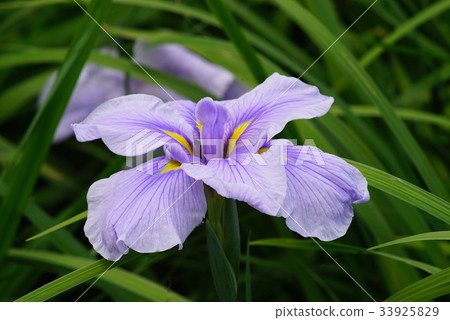 Iris Iris 33925829